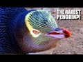Yellow Eyed Penguin: the RAREST PENGUIN?! 🐧 Animal Fact Files