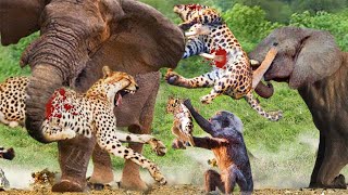 Leopard Vs Elephant, Monkey _Hero Elephant Save Monkey In Despair Between  Hungry Leopards