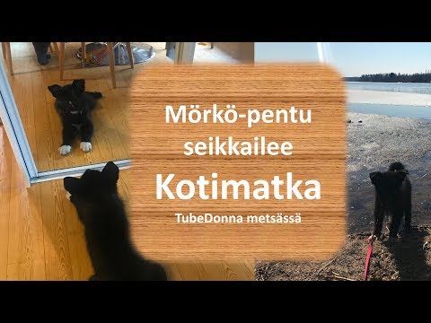 Video: Tekemistä Ennen Pentun Tuomista Kotiin