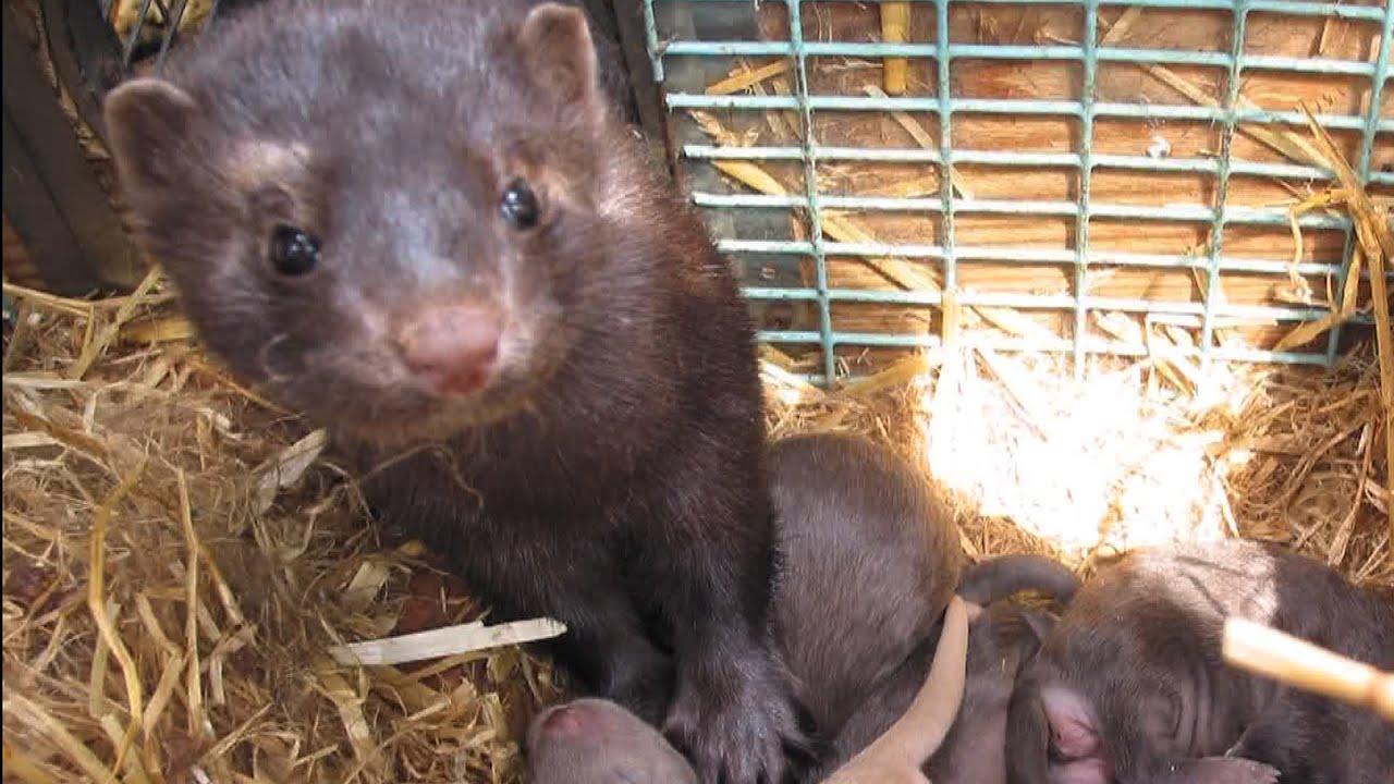 Green Scare: Animal Rights Activists Face Terrorism Charges for Freeing Minks From Fur Farm