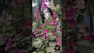 Alcea Rosea Hollyhocks flowers🌷#shorts