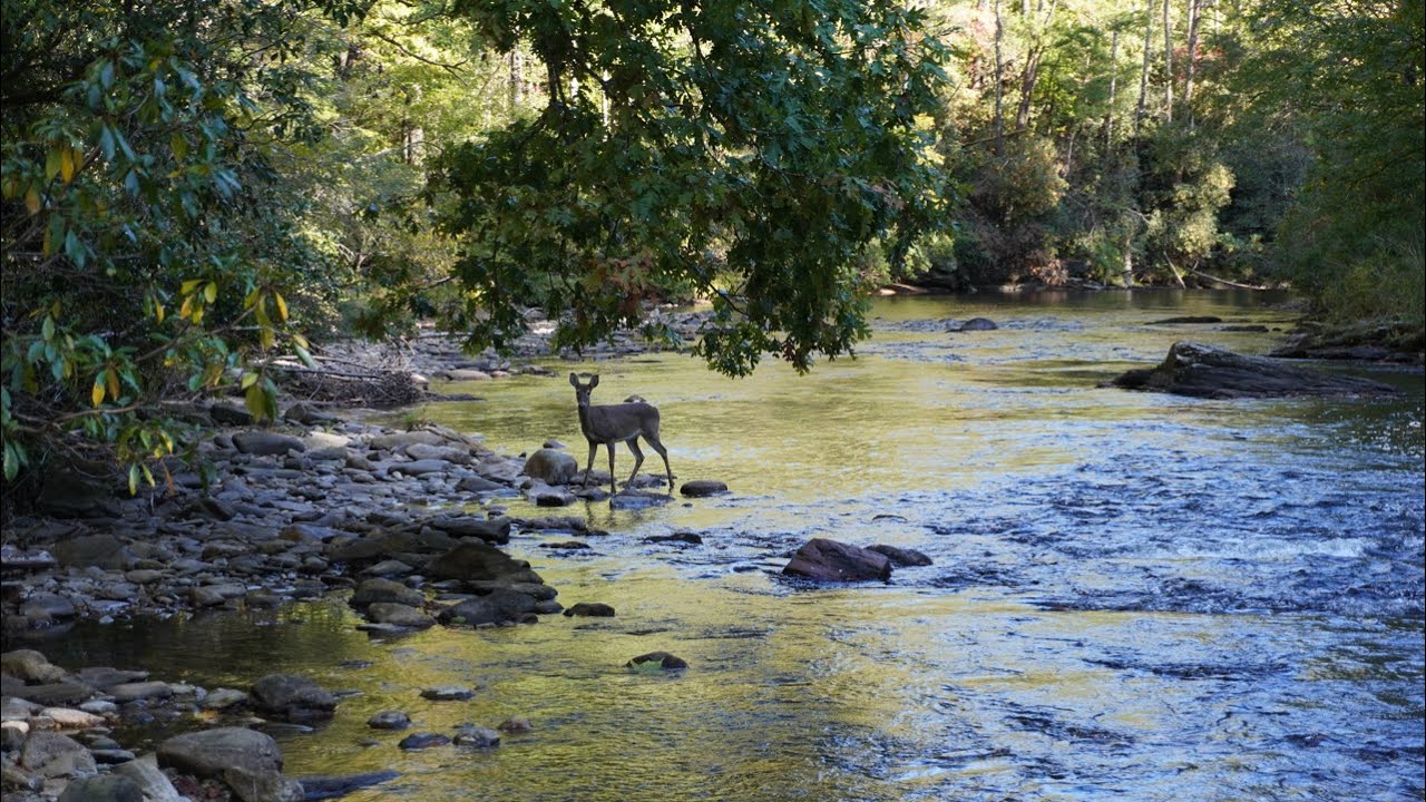 Fall Fly Fishing the Wild and Scenic Chattooga River Delayed Harvest