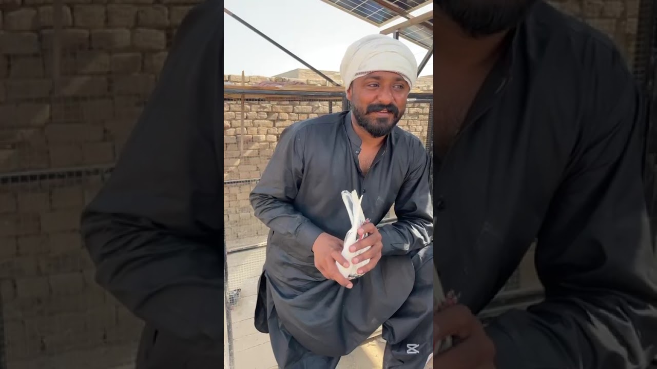 Hadi or par ky mutalik video.. dub Wala pigeon house vlogs Please subscribe and support chye 