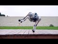 Robot Dog