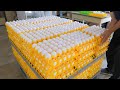    egg harvesting and automated egg washing process liquid eggs production