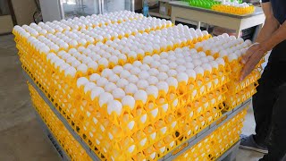 Egg harvesting and automated egg washing process, liquid eggs mass production  Taiwan egg factory