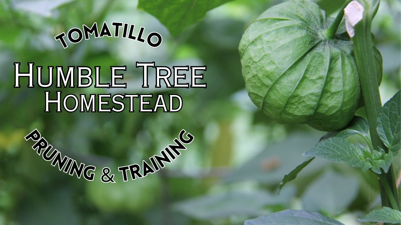 How to Prune Tomatillo Plants Essential Tips BroadPick