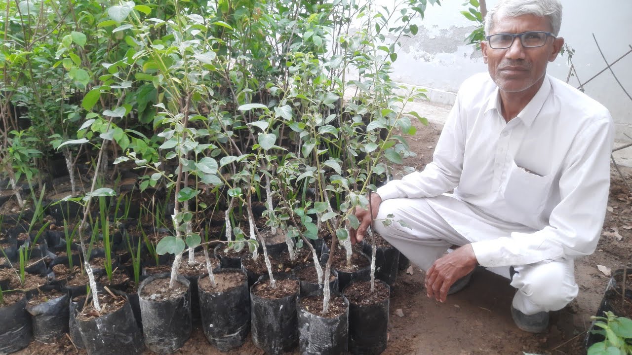9467575721 Persimmon fruit plant for hot climate area.