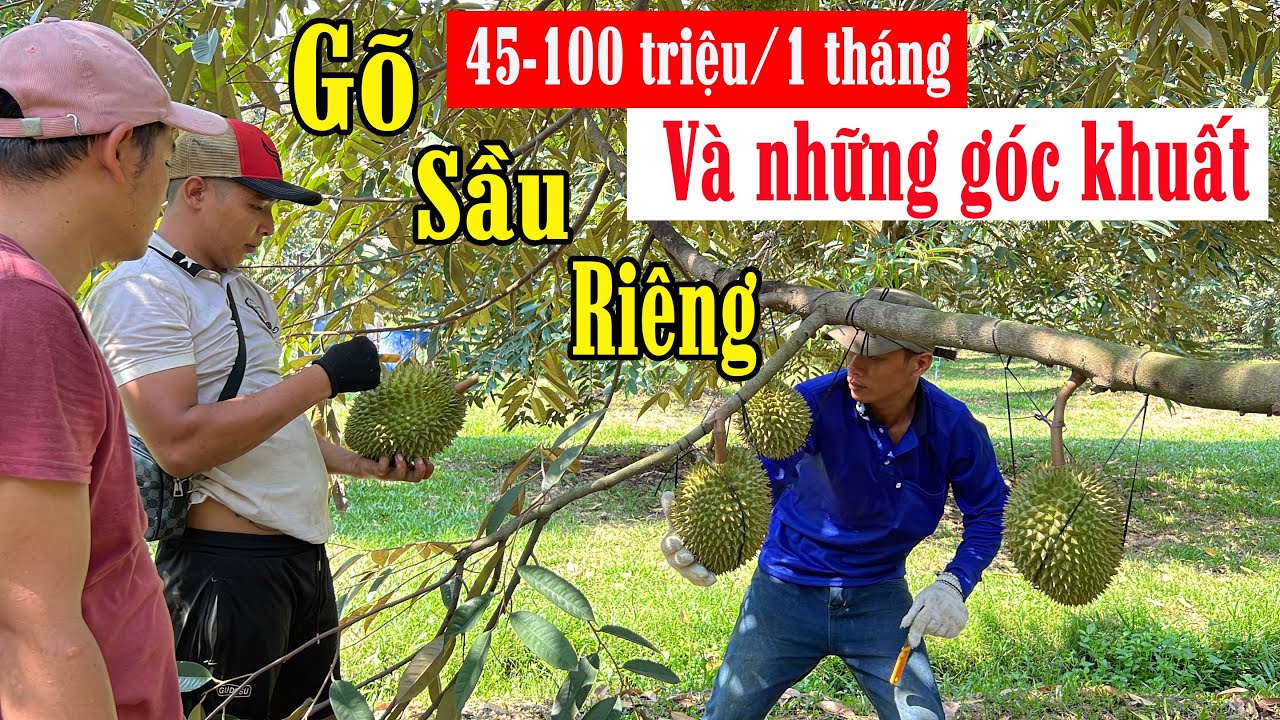 GÓC KHUẤT NGHỀ GÕ SẦU RIÊNG, KIẾM 45-100 TRIỆU/ 1 THÁNG