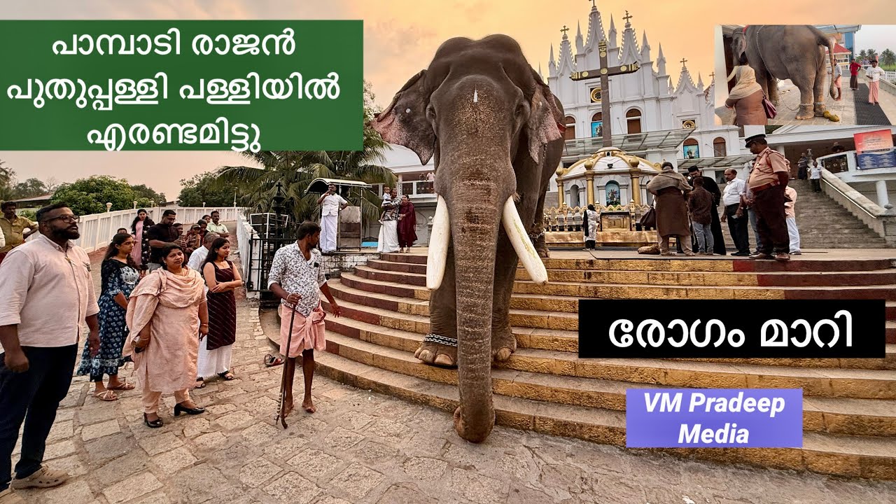 Pampady Rajan പുതുപ്പള്ളി പള്ളിയിൽ എരണ്ടമിട്ട അത്ഭുതകാഴ്ച@VMPRADEEP#elephantlove#keralaelephant 