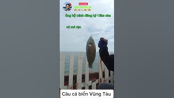 Câu cá mó rạn ở biển Vũng Tàu #cauca #fishing #cuoccauca