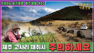 [최재헌의 슬기로운 제주생활 #001] 제주고사리 채취시 주의사항