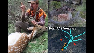 Pre Rut Fallow Deer Hunting | Thermals & Wind