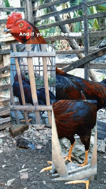 story 'wa ayam Birma'