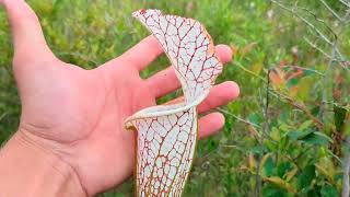 Splinter Hill Pitcher Plants Part 2