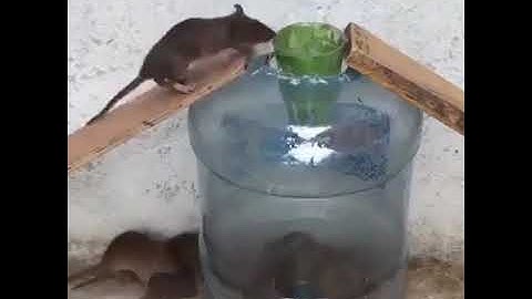 Cách bẫy chuột thật đơn giản   Simple mouse trap