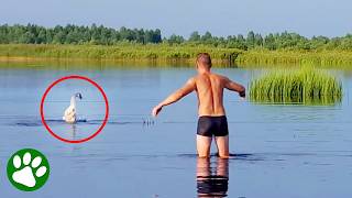 Brave Man Leaps Into Lake To Save Swan in Distress 👏 🦢