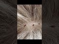 Deadliest insects in the world. Part 6 #shorts