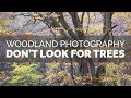Woodland photography  dont look for trees
