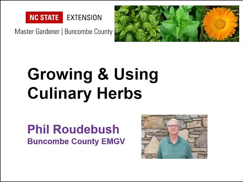 Vídeo: Salad Burnet Herb: Aprenda sobre Salada Burnet crescendo no jardim