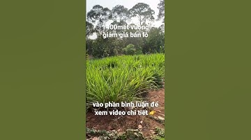 anh hồng giảm giá bán lổ lô đất vườn trái cây đẹp thị trấn kim long châu đức bà rịa vũng tàu