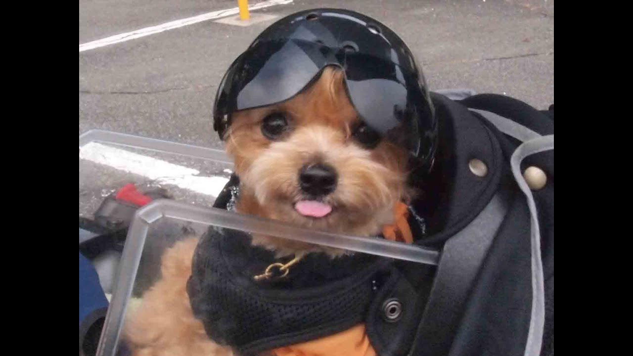 バイク犬 ティナ The Motorcycle Dog Tina Vol 4 On Board Youtube