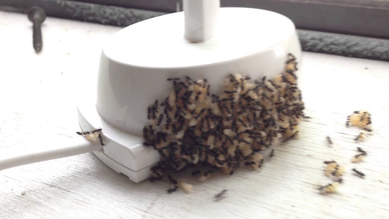Do Ants Lay Eggs Atelier yuwa ciao jp Do ants lay eggs atelier yuwa ciao jp