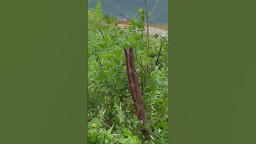 Tôi làm con rựa phát rẫy bằng thép hạt bi máy bay chặt cây như chặt chuối vậy