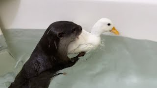 ママが仕事の隙を突いてお風呂を占領するカワウソとアヒルが居るんですがw