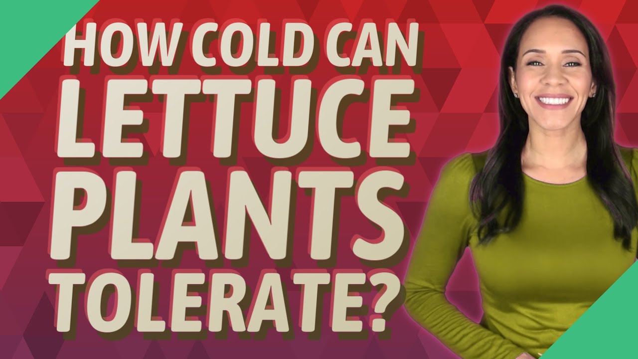 How cold can lettuce plants tolerate? YouTube