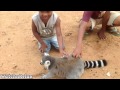 Wild Animals Showing Love to Human #3