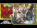 DO OWLS MAKE GOOD PETS?