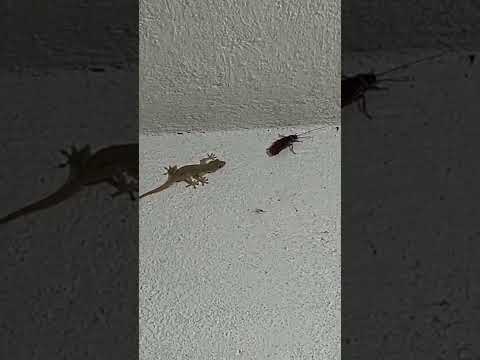 lizard vs cockroach #AVATAR #shorts