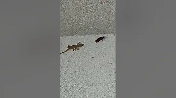 lizard vs cockroach #AVATAR #shorts