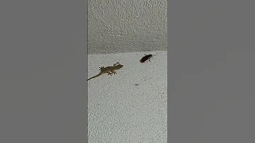 lizard vs cockroach #AVATAR #shorts