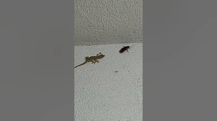 lizard vs cockroach #AVATAR #shorts - DayDayNews