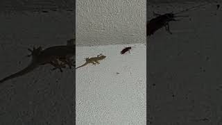 Lizard Vs Cockroach 