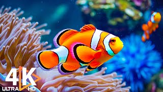 Aquarium 4K VIDEO (ULTRA HD)  Beautiful Coral Reef Fish  Colorful Marine Life & Peaceful Music #13