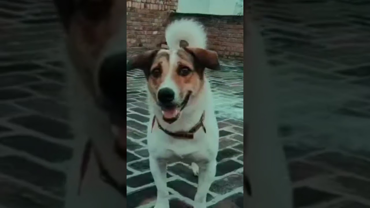 ❤️Cute Puppy ❤️.   #dog #doglover #pets #shorts #short #viralvideo #trending #shortvideo #funny