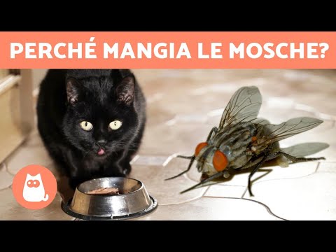 Video: Gatto - Animale Sacro