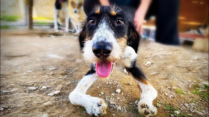 Richard tenía las patas torcidas y una vida miserable. UNO DE NUESTROS RESCATES MÁS BRILLANTES! - YouTube