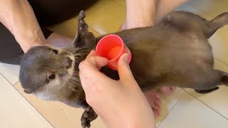 カワウソのプニプニなお腹になら何が乗っても大丈夫説 The theory that anything can fit on an otter's flabby belly. by ma ko 6,273 views 1 day ago 2 minutes, 9 seconds