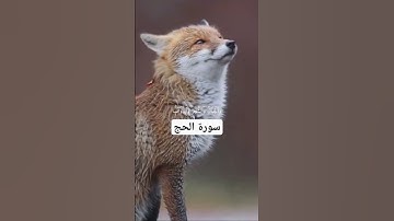 سوره الحج ايه 18 الشيخ ياسر الدوسري Сура аль Хадж оят 18 Ясин ад Дусари
