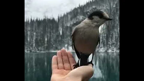 Grey Jay Landing on Hand