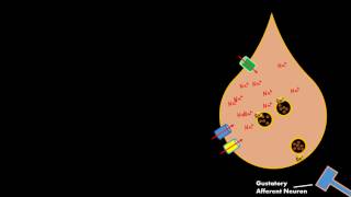 Salty Taste Gustatory cell Physiology *(RELEASES SEROTONIN!) not ATP