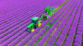 Harvest and Produce millions products of Lavender  Lavender Oil, Honey, Soap processing in factory