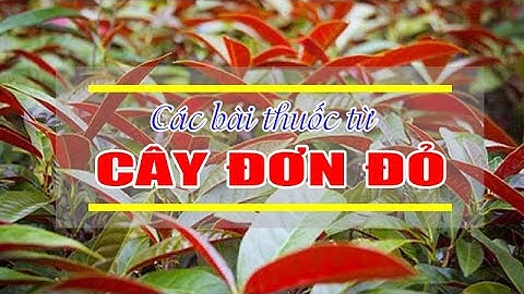 ĐIỆN BIÊN - Các bài thuốc từ cây đơn đỏ | Vị thuốc quanh ta
