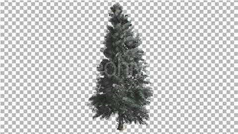 Blue Spruce Thin Tree is Swaying at the Wind Blue | Motion Graphics - Envato elements
