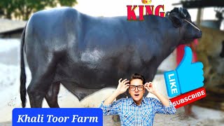 Top 🏆 quality indian buffalo bull King for breeding