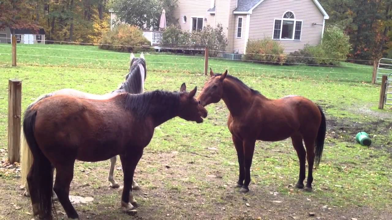 Horse play YouTube